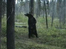 Медвежьи танцы в живой природе