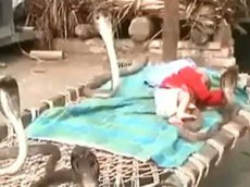 Младенец, спящий под охраной четырех кобр, шокировал интернет