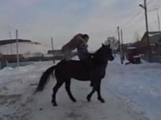 Собака оседлала лошадь