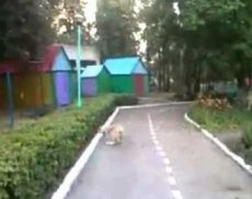 Кот перехитрил собаку