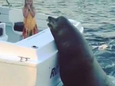 Огромный тюлень стал звездой соцсетей