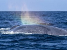 Горбатый кит выдул радугу