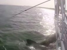 Акула-людоед попыталась атаковать ученого