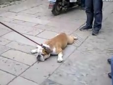 Самый упрямый в мире пес