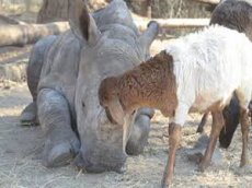 Детёныш носорога подружился с ягнёнком