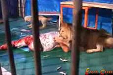 Лев напал на зрителя прямо в цирке