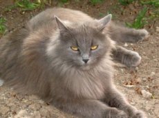 Бьющий посуду кот стал звездой YouTube