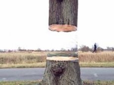 В Германии появилось "летающее" дерево