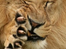 В зоопарке Барселоны мужчина забрался в клетку с львами