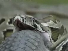 Огромный питон против крокодила