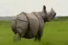Носороги быстро бегают