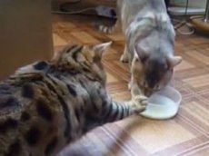 «Вежливые кошки» стали хитом YouTube