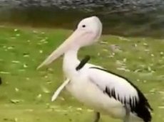 Пеликан с ножом в груди прогулялся по парку в Австралии