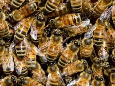 Пчелы с помощью особого «танца» отгоняют хищников от улья