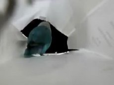 Попугай отбивает чечетку