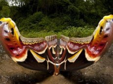 Самая большая в мире бабочка