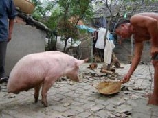 Китайскую свинку научили ходить на двух ногах