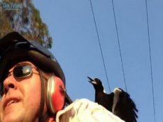 Австралийские сороки против велосипедиста Глена Нильсена