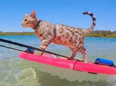 Смелый кот катается по волнам на доске