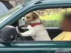 Мужчина посадил собаку за руль пикапа