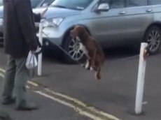 Пес-акробат стал звездой YouTube