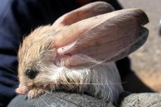 Самый ушастый в мире зверь живет в Монголии и Китае