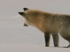 Зимняя охота лисы