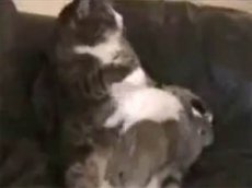 Домашняя кошка подружилась с зайчатами