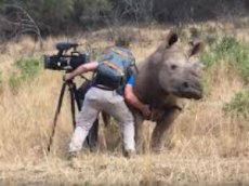 Носорог "попросил" оператора почесать ему брюхо