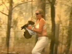 Австралийка рискнула жизнью и спасла коалу из горящего леса