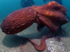 Гигантский осьминог сбежал из Приморского океанариума