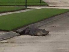 Трехметровый крокодил вылез из канализации в Луизиане