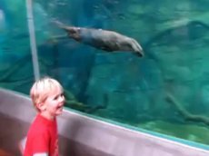 Игра мальчика с выдрой в зоопарке стала хитом в Интернете