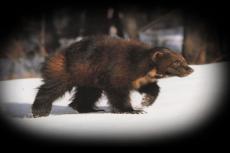 Как браконьеры охотились за росомахой на снегоходе