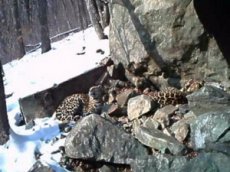 Ученые впервые сняли на видео брачные игры леопардов