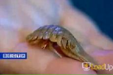 В банке с рыбными консервами найдено неизвестное существо