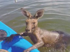 Спасение кенгуру, застрявшего в канале, попало на видео