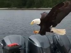 Орел украл улов у канадского рыбака