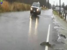 Миграция лосося