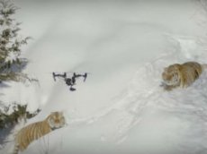 Амурские тигры устроили охоту на дрон