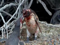 Кровавая схватка пингвинов ужаснула интернет-пользователей