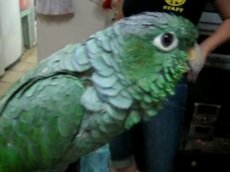 Попугай "заплакал" детским голосом