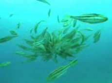 Морские рыбки заживо съели осьминога