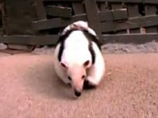 Муравьед продемонстрировал публике детеныша