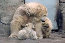 В Ленинградском зоопарке родились белые медвежата