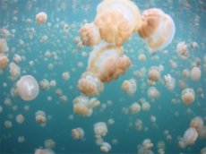 Плененные медузы