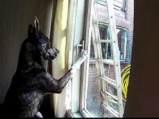 Собака, открывающая запертое окно, стала звездой Интернета