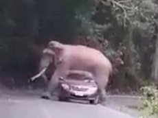 Дикий слон прилег на автомобиль с туристами в Таиланде