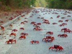 Массовая миграция крабов