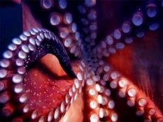 Новозеландский осьминог отобрал камеру у дайвера